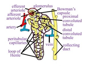 vein
artery
efferent
arteriole
afferent
arteriole
glomerulus
peritubular
capillaries
loop of
Henle
Bowman’s
capsule
proximal
convoluted
tubule
distal
convoluted
tubule
collecting
duct
 