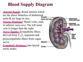 Blood Supply Diagram
Arterial Supply: Renal arteries which
are the direct branches of abdominal
aorta & are large in size.
Venous Drainage: Renal veins, ends
in inferior vena cava. The left renal
vein is longer than the right.
Nerve Supply: Sympathetic fibers
derived from T10,L1 segments and
parasympathetic fibers from vagus
nerve.
Lymphatic drainage: into lateral
aortic nodes.
 