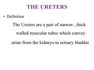 THE URETERS
• Definition
The Ureters are a pair of narrow , thick
walled muscular tubes which convey
urine from the kidneys to urinary bladder.
 