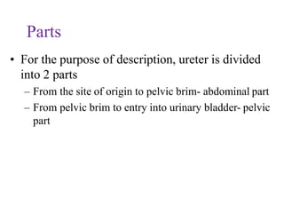 Parts
• For the purpose of description, ureter is divided
into 2 parts
– From the site of origin to pelvic brim- abdominal part
– From pelvic brim to entry into urinary bladder- pelvic
part
 