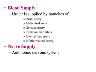 • Blood Supply
– Ureter is supplied by branches of
» Renal artery
» Abdominal aorta
» Gonadal artery
» Common iliac artery
» Internal iliac artery
» Inferior vesical artery
• Nerve Supply
– Autonomic nervous system
 