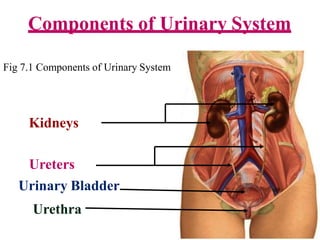 Components of Urinary System
Kidneys
Ureters
Urinary Bladder
Urethra
Fig 7.1 Components of Urinary System
 