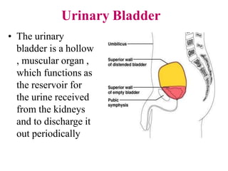 Urinary Bladder
• The urinary
bladder is a hollow
, muscular organ ,
which functions as
the reservoir for
the urine received
from the kidneys
and to discharge it
out periodically
 