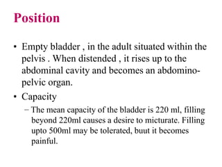 Position
• Empty bladder , in the adult situated within the
pelvis . When distended , it rises up to the
abdominal cavity and becomes an abdomino-
pelvic organ.
• Capacity
– The mean capacity of the bladder is 220 ml, filling
beyond 220ml causes a desire to micturate. Filling
upto 500ml may be tolerated, buut it becomes
painful.
 