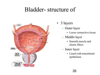 Bladder- structure of
• 3 layers
– Outer layer
• Loose connective tissue
– Middle layer
• Smooth muscle and
elastic fibres
– Inner layer
• Lined with transitional
epithelium
35
 