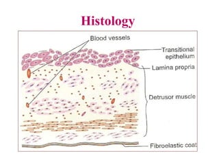 Histology
 