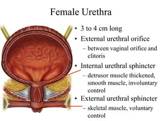 Female Urethra
• 3 to 4 cm long
• External urethral orifice
– between vaginal orifice and
clitoris
• Internal urethral sphincter
– detrusor muscle thickened,
smooth muscle, involuntary
control
• External urethral sphincter
– skeletal muscle, voluntary
control
 