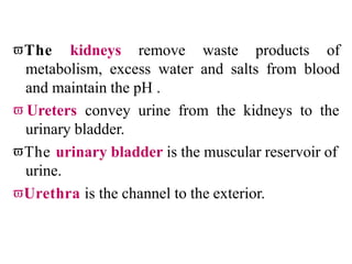 The kidneys remove waste products of
metabolism, excess water and salts from blood
and maintain the pH .
 Ureters convey urine from the kidneys to the
urinary bladder.
The urinary bladder is the muscular reservoir of
urine.
Urethra is the channel to the exterior.
 