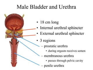 Male Bladder and Urethra
• 18 cm long
• Internal urethral sphincter
• External urethral sphincter
• 3 regions
– prostatic urethra
• during orgasm receives semen
– membranous urethra
• passes through pelvic cavity
– penile urethra
 