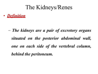 The Kidneys/Renes
• Definition
– The kidneys are a pair of excretory organs
situated on the posterior abdominal wall,
one on each side of the vertebral column,
behind the peritoneum.
 