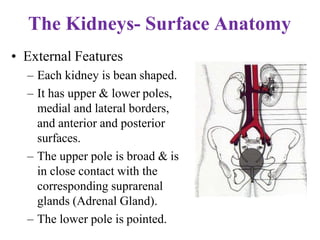 The Kidneys- Surface Anatomy
• External Features
– Each kidney is bean shaped.
– It has upper & lower poles,
medial and lateral borders,
and anterior and posterior
surfaces.
– The upper pole is broad & is
in close contact with the
corresponding suprarenal
glands (Adrenal Gland).
– The lower pole is pointed.
 