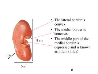 • The lateral border is
convex.
• The medial border is
concave.
• The middle part of the
medial border is
depressed and is known
as hilum (hilus)
11 cm
3cm
5cm
8
 
