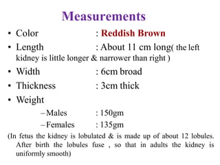 Measurements
• Color
• Length
: Reddish Brown
: About 11 cm long( the left
kidney is little longer & narrower than right )
: 6cm broad
: 3cm thick
• Width
• Thickness
• Weight
–Males
–Females
: 150gm
: 135gm
(In fetus the kidney is lobulated & is made up of about 12 lobules.
After birth the lobules fuse , so that in adults the kidney is
uniformly smooth)
 