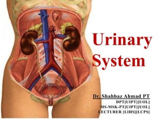 Dr. Shahbaz Ahmad PT
DPT[UIPT][UOL]
MS-MSK-PT[UIPT][UOL]
LECTURER [LIHS][LCPS]
Urinary
System
 
