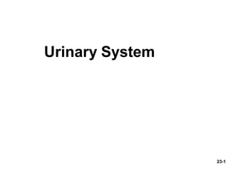 Urinary System
23-1
 