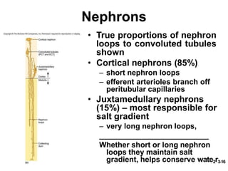 Urinary system | PPTX