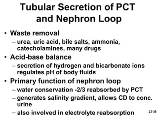 Pct Cd Function Urinary system | PPTX