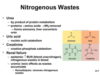 Urinary system | PPTX