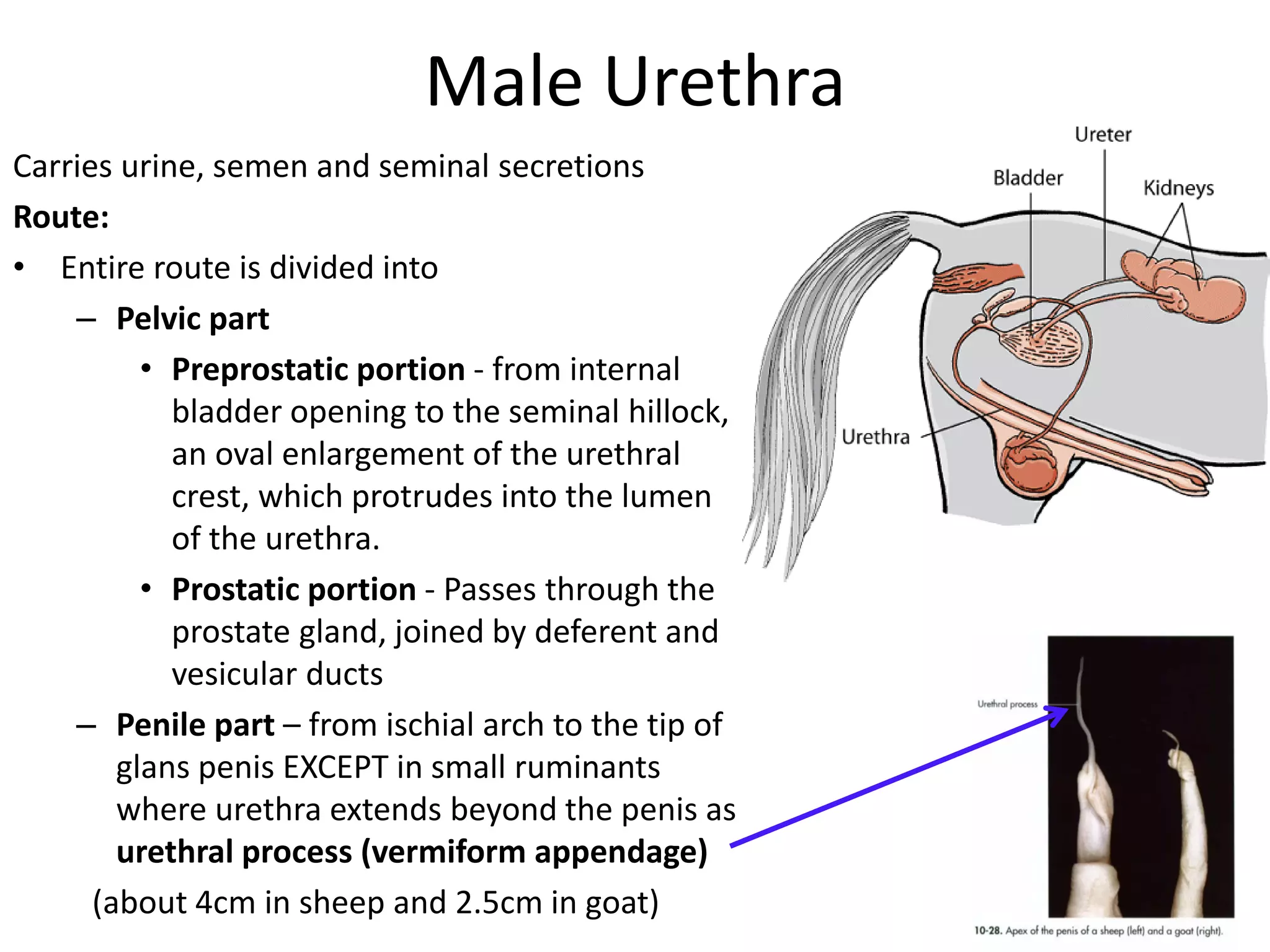 Veterinary Anatomy of Urinary system and specie difference between ...