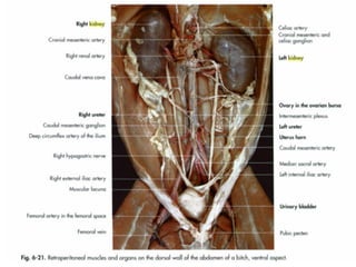 Veterinary Anatomy of Urinary system and specie difference between ...