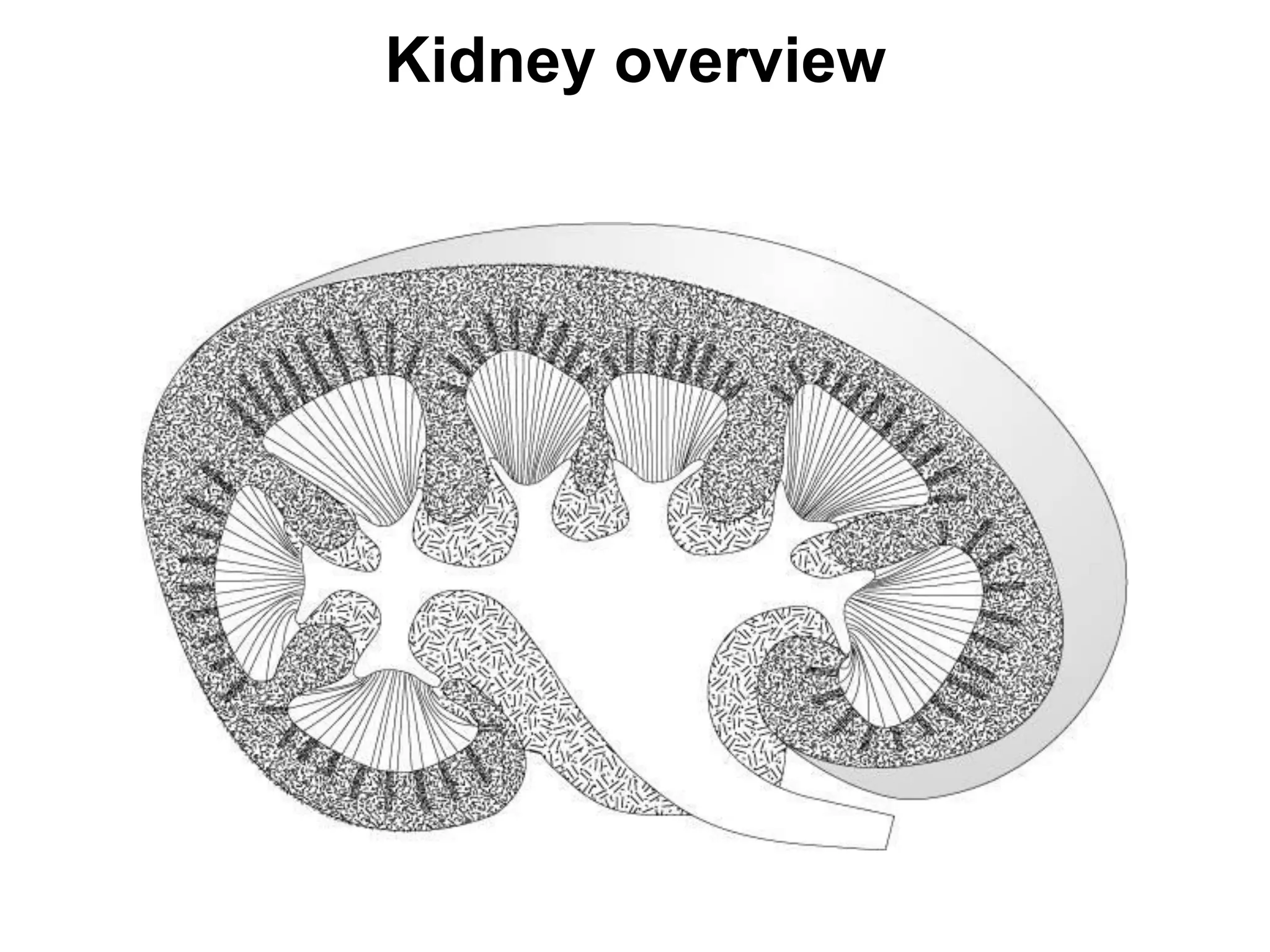 histology of Urinary system | PDF