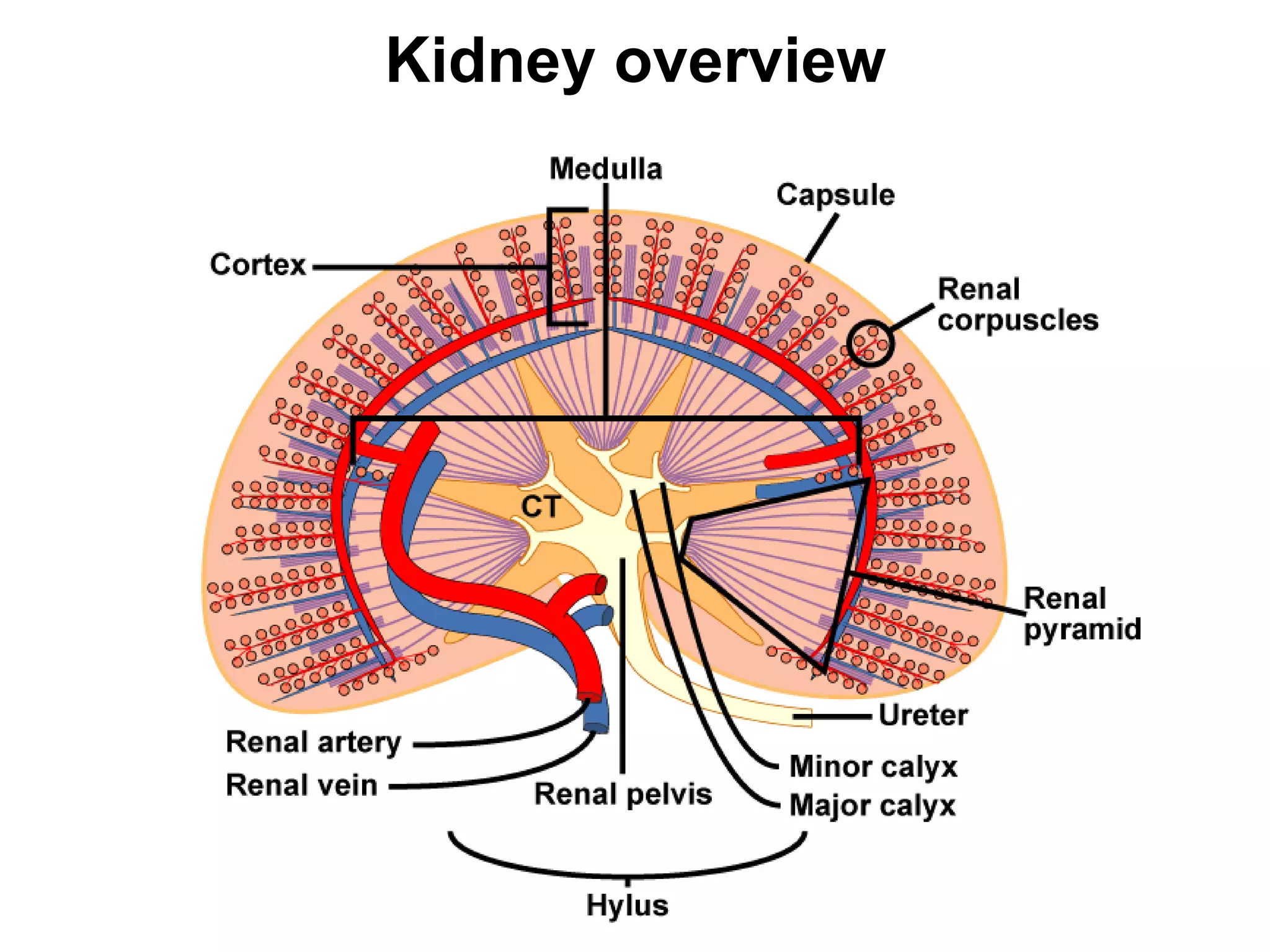 histology of Urinary system | PDF