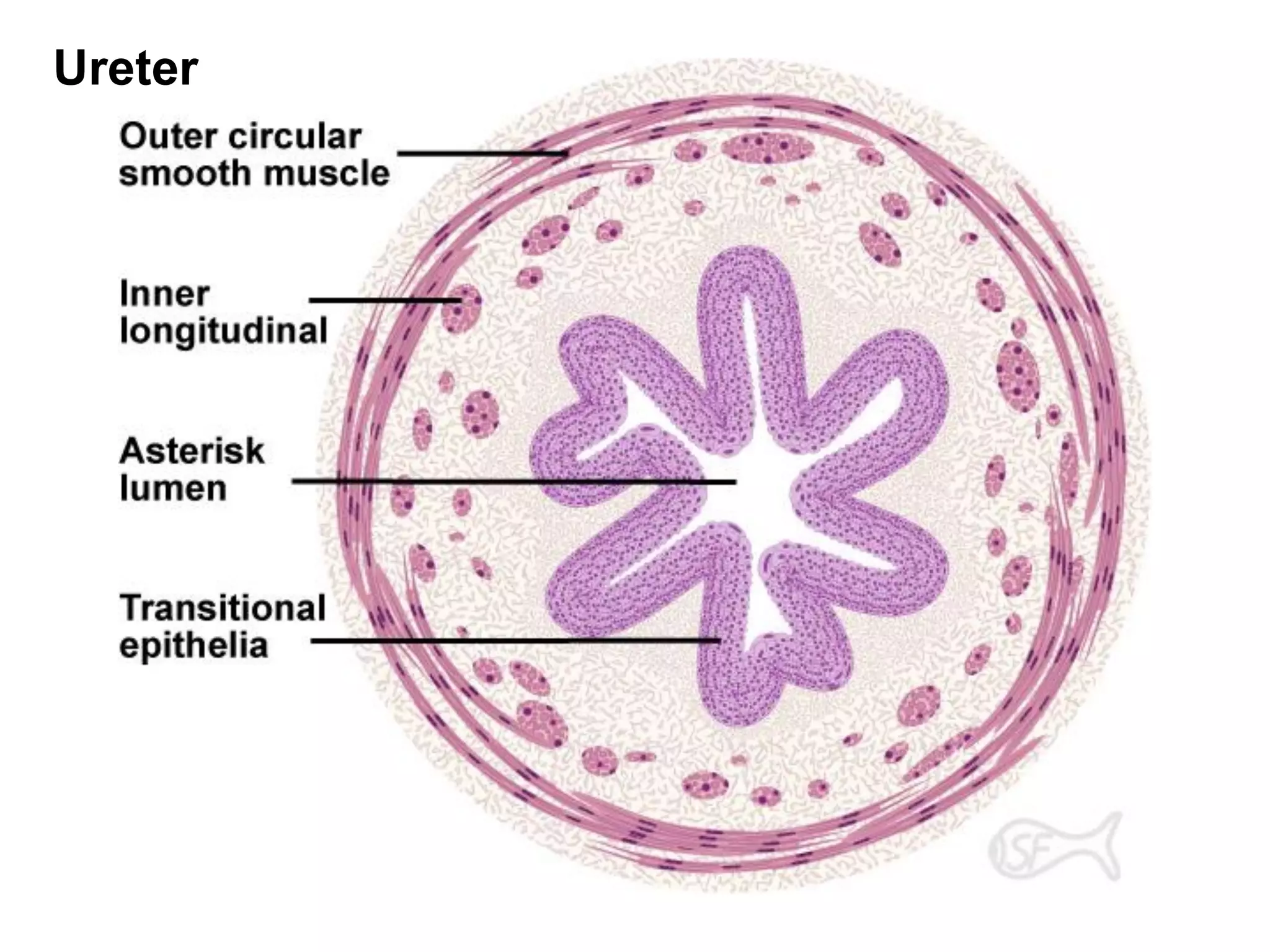 histology of Urinary system | PDF