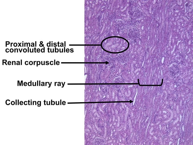 histology of Urinary system | PDF