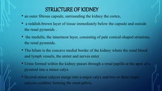 STRUCTURE OF KIDNEY
• an outer fibrous capsule, surrounding the kidney the cortex,
• a reddish-brown layer of tissue immediately below the capsule and outside
the renal pyramids .
• the medulla, the innermost layer, consisting of pale conical-shaped striations,
the renal pyramids.
• The hilum is the concave medial border of the kidney where the renal blood
and lymph vessels, the ureter and nerves enter
• Urine formed within the kidney passes through a renal papilla at the apex of a
pyramid into a minor calyx
• Several minor calyces merge into a major calyx and two or three major
calyces combine forming the renal pelvis,
 