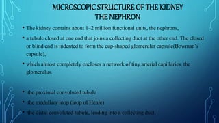 MICROSCOPICSTRUCTURE OF THE KIDNEY
THE NEPHRON
• The kidney contains about 1–2 million functional units, the nephrons,
• a tubule closed at one end that joins a collecting duct at the other end. The closed
or blind end is indented to form the cup-shaped glomerular capsule(Bowman’s
capsule),
• which almost completely encloses a network of tiny arterial capillaries, the
glomerulus.
• the proximal convoluted tubule
• the medullary loop (loop of Henle)
• the distal convoluted tubule, leading into a collecting duct.
 