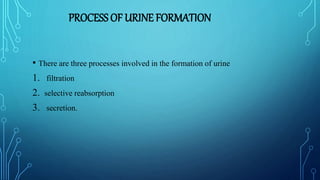 PROCESS OF URINE FORMATION
• There are three processes involved in the formation of urine
1. filtration
2. selective reabsorption
3. secretion.
 