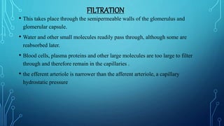 FILTRATION
• This takes place through the semipermeable walls of the glomerulus and
glomerular capsule.
• Water and other small molecules readily pass through, although some are
reabsorbed later.
• Blood cells, plasma proteins and other large molecules are too large to filter
through and therefore remain in the capillaries .
• the efferent arteriole is narrower than the afferent arteriole, a capillary
hydrostatic pressure
 