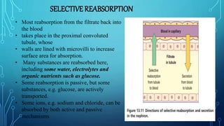 SELECTIVE REABSORPTION
• Most reabsorption from the filtrate back into
the blood
• takes place in the proximal convoluted
tubule, whose
• walls are lined with microvilli to increase
surface area for absorption.
• Many substances are reabsorbed here,
including some water, electrolytes and
organic nutrients such as glucose.
• Some reabsorption is passive, but some
substances, e.g. glucose, are actively
transported.
• Some ions, e.g. sodium and chloride, can be
absorbed by both active and passive
mechanisms
 