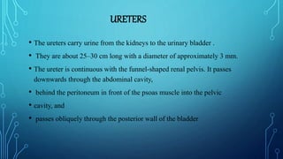 URETERS
• The ureters carry urine from the kidneys to the urinary bladder .
• They are about 25–30 cm long with a diameter of approximately 3 mm.
• The ureter is continuous with the funnel-shaped renal pelvis. It passes
downwards through the abdominal cavity,
• behind the peritoneum in front of the psoas muscle into the pelvic
• cavity, and
• passes obliquely through the posterior wall of the bladder
 