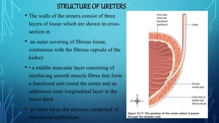 STRUCTURE OF URETERS
• The walls of the ureters consist of three
layers of tissue which are shown in cross-
section in
• an outer covering of fibrous tissue,
continuous with the fibrous capsule of the
kidney
• • a middle muscular layer consisting of
interlacing smooth muscle fibres that form
a functional unit round the ureter and an
additional outer longitudinal layer in the
lower third
• an inner layer, the mucosa, composed of
transitional epithelium.
 