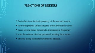 FUNCTIONS OF URETERS
• Peristalsis is an intrinsic property of the smooth muscle
• layer that propels urine along the ureter. Peristaltic waves
• occur several times per minute, increasing in frequency
• with the volume of urine produced, sending little spurts
• of urine along the ureter towards the bladder.
 