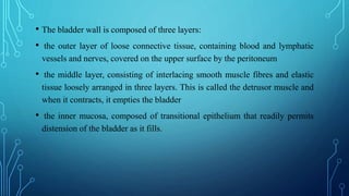 • The bladder wall is composed of three layers:
• the outer layer of loose connective tissue, containing blood and lymphatic
vessels and nerves, covered on the upper surface by the peritoneum
• the middle layer, consisting of interlacing smooth muscle fibres and elastic
tissue loosely arranged in three layers. This is called the detrusor muscle and
when it contracts, it empties the bladder
• the inner mucosa, composed of transitional epithelium that readily permits
distension of the bladder as it fills.
 