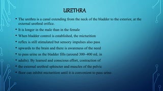 URETHRA
• The urethra is a canal extending from the neck of the bladder to the exterior, at the
external urethral orifice.
• It is longer in the male than in the female
• When bladder control is established, the micturition
• reflex is still stimulated but sensory impulses also pass
• upwards to the brain and there is awareness of the need
• to pass urine as the bladder fills (around 300–400 mL in
• adults). By learned and conscious effort, contraction of
• the external urethral sphincter and muscles of the pelvic
• floor can inhibit micturition until it is convenient to pass urine.
 