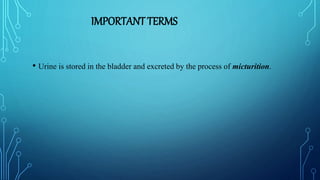IMPORTANT TERMS
• Urine is stored in the bladder and excreted by the process of micturition.
 