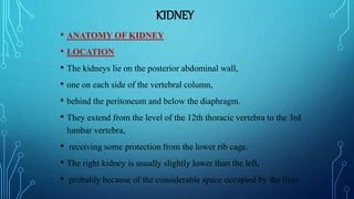 KIDNEY
• ANATOMY OF KIDNEY
• LOCATION
• The kidneys lie on the posterior abdominal wall,
• one on each side of the vertebral column,
• behind the peritoneum and below the diaphragm.
• They extend from the level of the 12th thoracic vertebra to the 3rd
lumbar vertebra,
• receiving some protection from the lower rib cage.
• The right kidney is usually slightly lower than the left,
• probably because of the considerable space occupied by the liver.
 