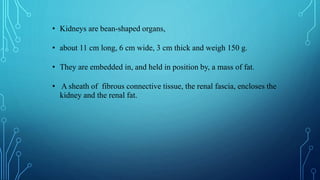 • Kidneys are bean-shaped organs,
• about 11 cm long, 6 cm wide, 3 cm thick and weigh 150 g.
• They are embedded in, and held in position by, a mass of fat.
• A sheath of fibrous connective tissue, the renal fascia, encloses the
kidney and the renal fat.
 
