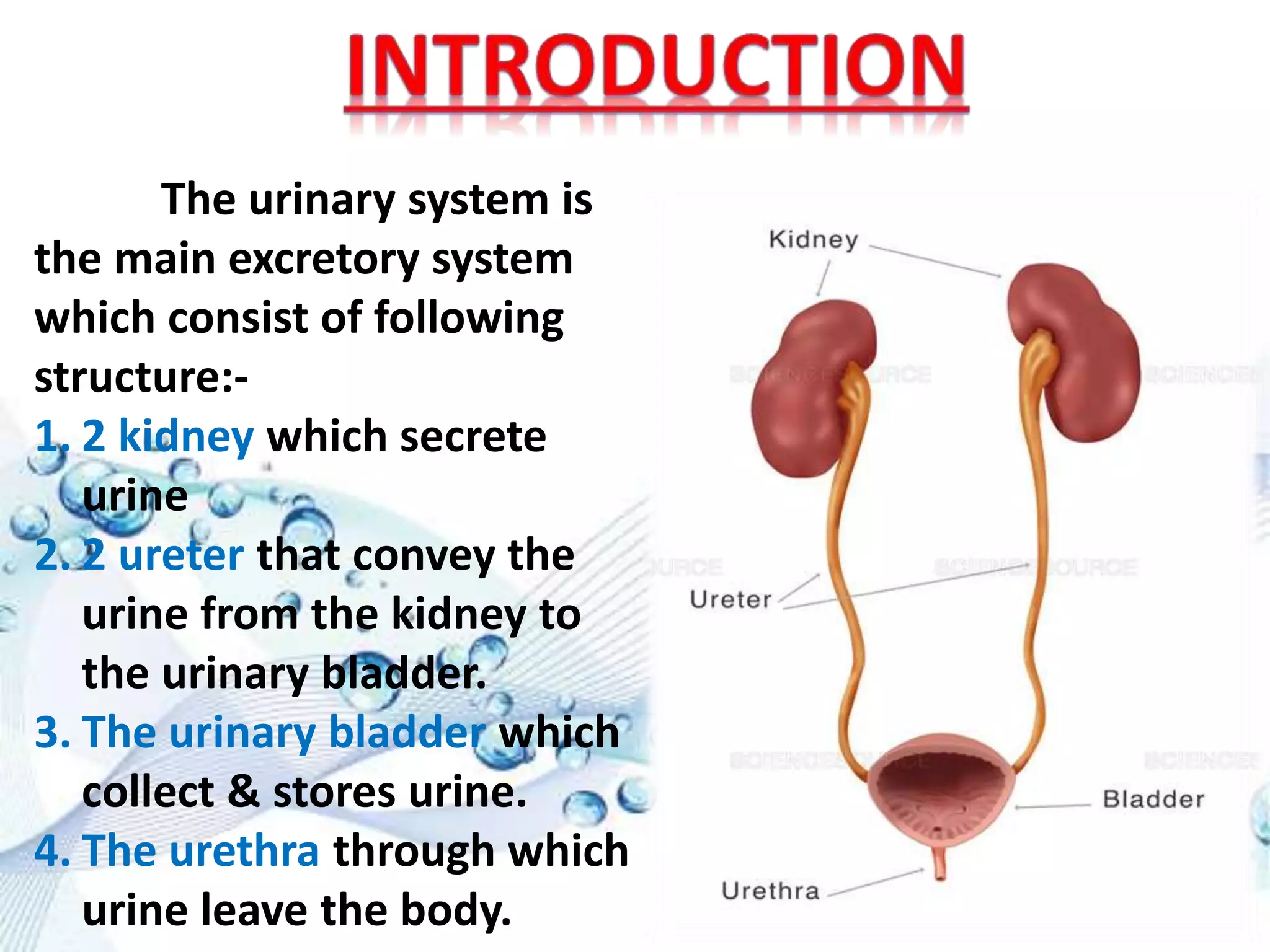 Urinary system | PPTX