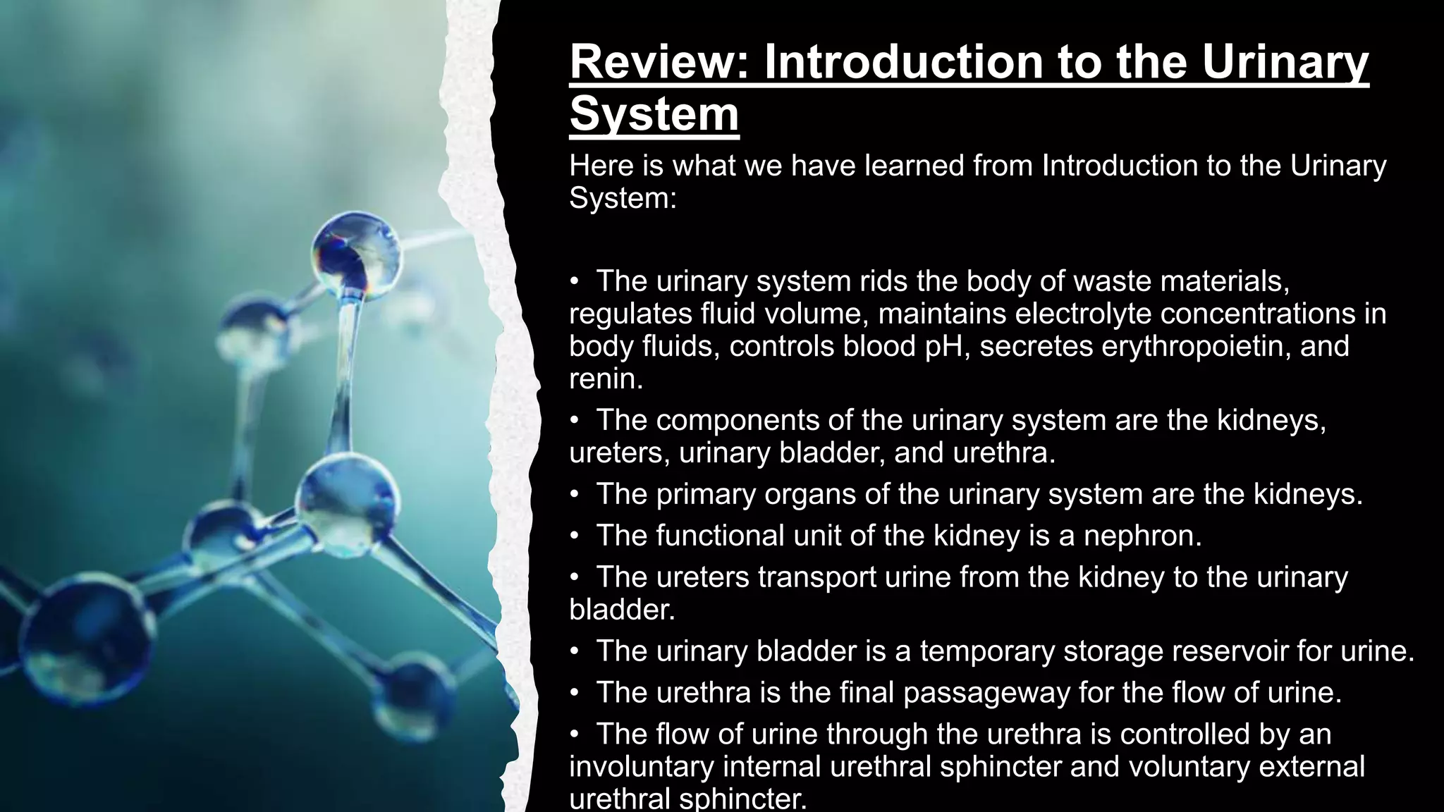 Urinary system | PPTX