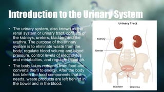 Urinary system | PPTX