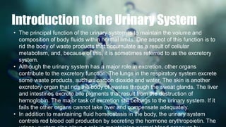 Urinary system | PPTX