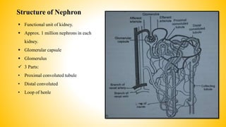 Structure of Nephron
 Functional unit of kidney.
 Approx. 1 million nephrons in each
kidney.
 Glomerular capsule
 Glomerulus
 3 Parts:
• Proximal convoluted tubule
• Distal convoluted
• Loop of henle
 