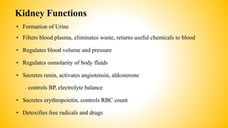 Kidney Functions
• Formation of Urine
• Filters blood plasma, eliminates waste, returns useful chemicals to blood
• Regulates blood volume and pressure
• Regulates osmolarity of body fluids
• Secretes renin, activates angiotensin, aldosterone
– controls BP, electrolyte balance
• Secretes erythropoietin, controls RBC count
• Detoxifies free radicals and drugs
 