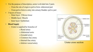 • For the purpose of description, ureter is divided into 2 parts
– From the site of origin to pelvic brim- abdominal part
– From pelvic brim to entry into urinary bladder- pelvic part
Ureter cross section
• 3 layers of tissue
– Outer layer : Fibrous tissue
– Middle layer: Muscle
– Inner layer: Epithelium
• Blood Supply
– Ureter is supplied by branches of
» Renal artery
» Abdominal aorta
» Gonadal artery
» Common iliac artery
» Internal iliac artery
» Inferior vesical artery
 