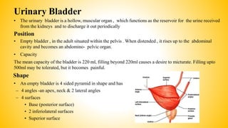 Urinary Bladder
• The urinary bladder is a hollow, muscular organ , which functions as the reservoir for the urine received
from the kidneys and to discharge it out periodically
Position
• Empty bladder , in the adult situated within the pelvis . When distended , it rises up to the abdominal
cavity and becomes an abdomino- pelvic organ.
• Capacity
The mean capacity of the bladder is 220 ml, filling beyond 220ml causes a desire to micturate. Filling upto
500ml may be tolerated, but it becomes painful.
Shape
• An empty bladder is 4 sided pyramid in shape and has
– 4 angles -an apex, neck & 2 lateral angles
– 4 surfaces
• Base (posterior surface)
• 2 inferiolateral surfaces
• Superior surface
 