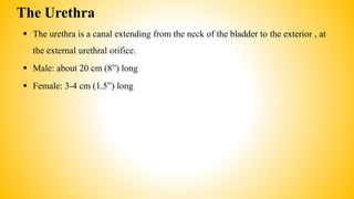 The Urethra
 The urethra is a canal extending from the neck of the bladder to the exterior , at
the external urethral orifice.
 Male: about 20 cm (8”) long
 Female: 3-4 cm (1.5”) long
 